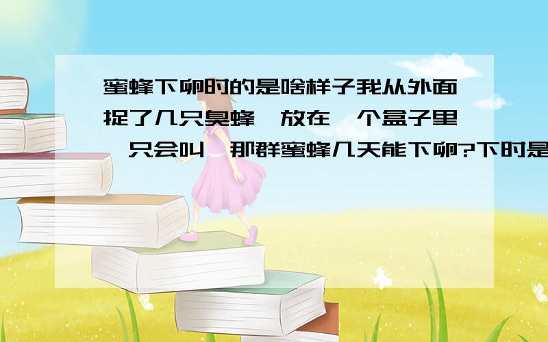 蜜蜂下卵时的是啥样子我从外面捉了几只臭蜂,放在一个盒子里,只会叫,那群蜜蜂几天能下卵?下时是啥样子?下了以后要注意啥?是