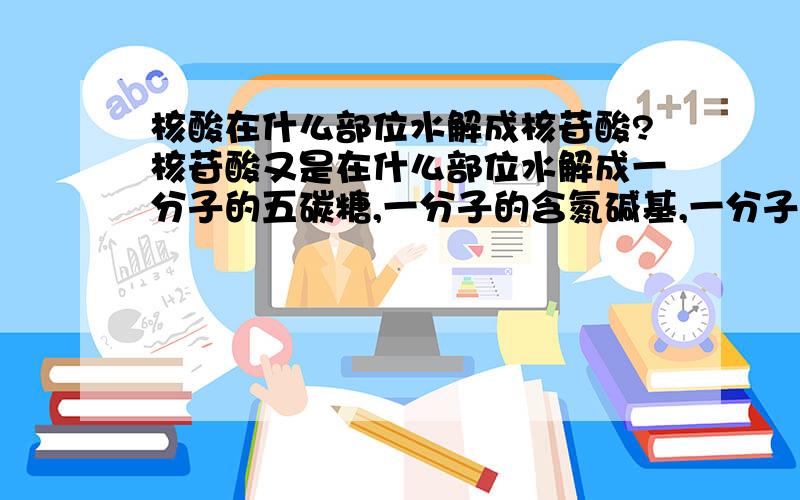 核酸在什么部位水解成核苷酸?核苷酸又是在什么部位水解成一分子的五碳糖,一分子的含氮碱基,一分子的磷酸?