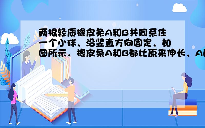 两根轻质橡皮条A和B共同系住一个小球，沿竖直方向固定，如图所示．橡皮条A和B都比原来伸长，A的弹力是B的弹力的2.5倍，