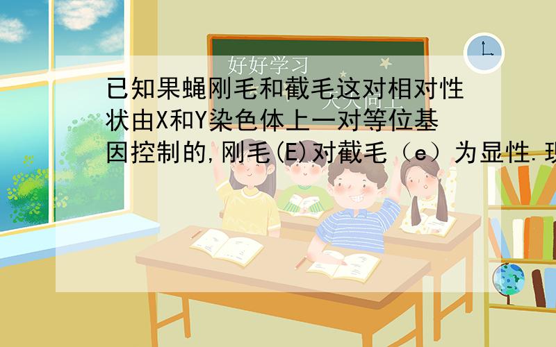 已知果蝇刚毛和截毛这对相对性状由X和Y染色体上一对等位基因控制的,刚毛(E)对截毛（e）为显性.现有一只XXY的截毛果蝇