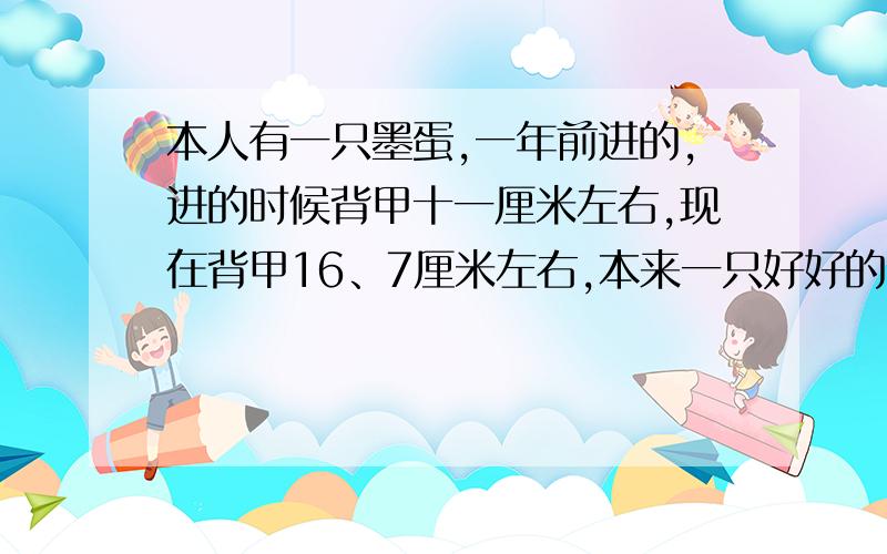 本人有一只墨蛋,一年前进的,进的时候背甲十一厘米左右,现在背甲16、7厘米左右,本来一只好好的,可是最近半个月不怎么吃东