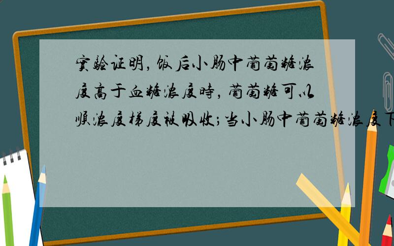 实验证明，饭后小肠中葡萄糖浓度高于血糖浓度时，葡萄糖可以顺浓度梯度被吸收；当小肠中葡萄糖浓度下降至显著低于血糖浓度时，葡