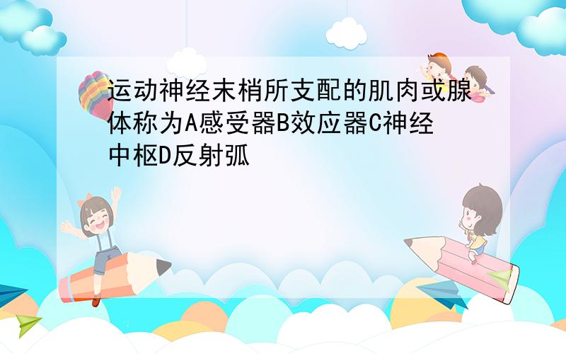 运动神经末梢所支配的肌肉或腺体称为A感受器B效应器C神经中枢D反射弧