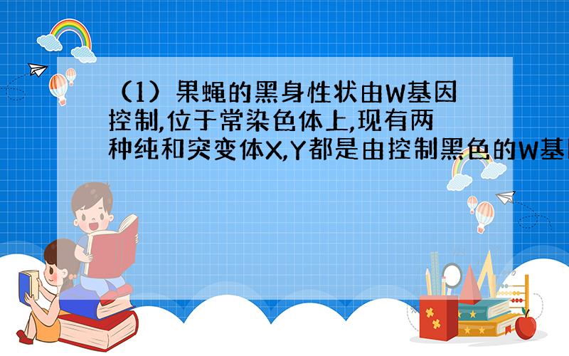 （1）果蝇的黑身性状由W基因控制,位于常染色体上,现有两种纯和突变体X,Y都是由控制黑色的W基因突变产生的.检测由突变基