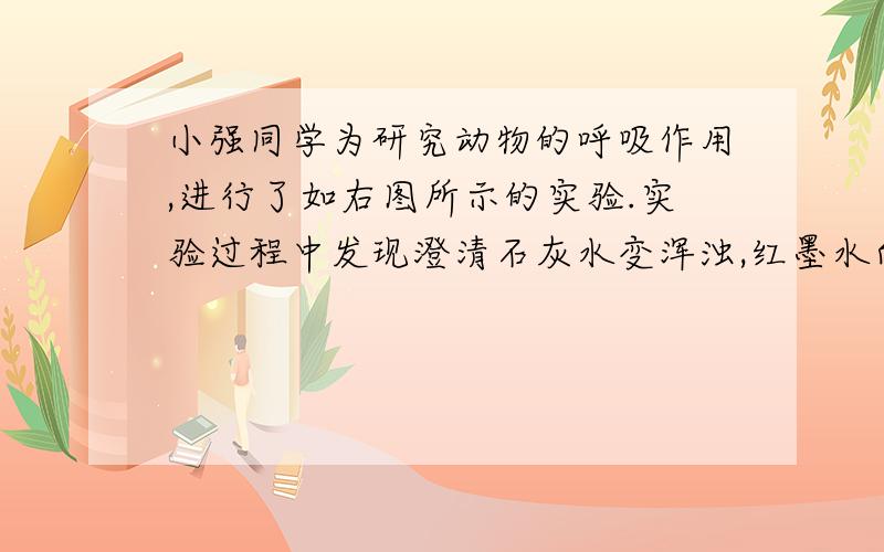 小强同学为研究动物的呼吸作用,进行了如右图所示的实验.实验过程中发现澄清石灰水变浑浊,红墨水向左移动.实验结束后用燃着的