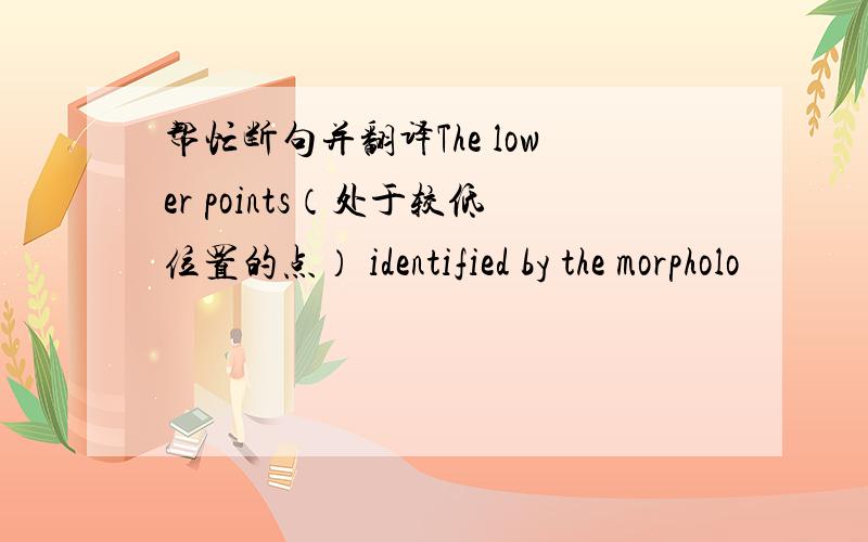 帮忙断句并翻译The lower points（处于较低位置的点） identified by the morpholo