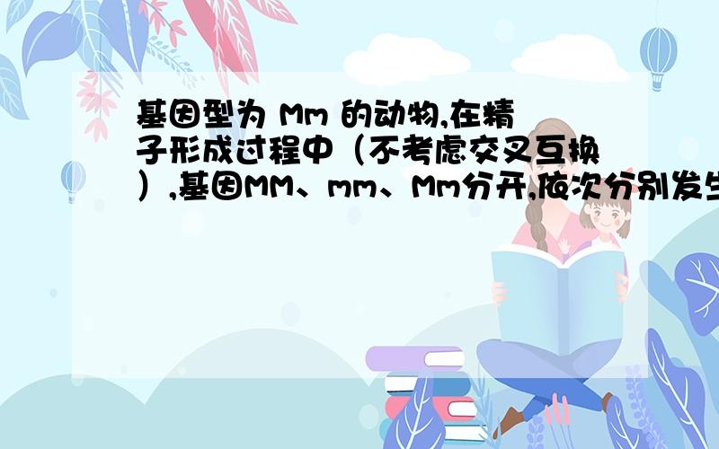 基因型为 Mm 的动物,在精子形成过程中（不考虑交叉互换）,基因MM、mm、Mm分开,依次分别发生在（补充）