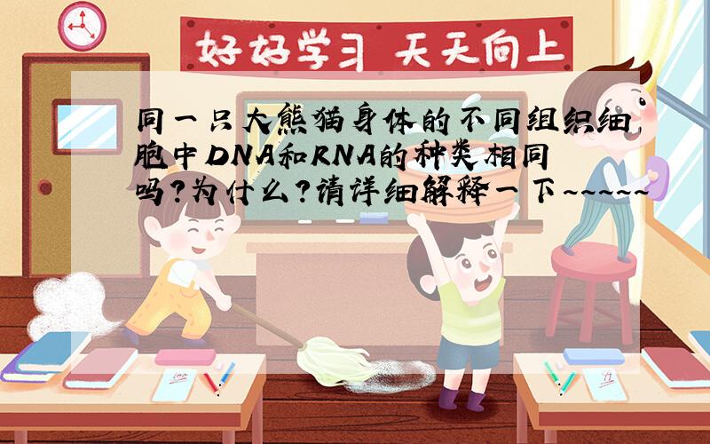 同一只大熊猫身体的不同组织细胞中DNA和RNA的种类相同吗?为什么?请详细解释一下~~~~~