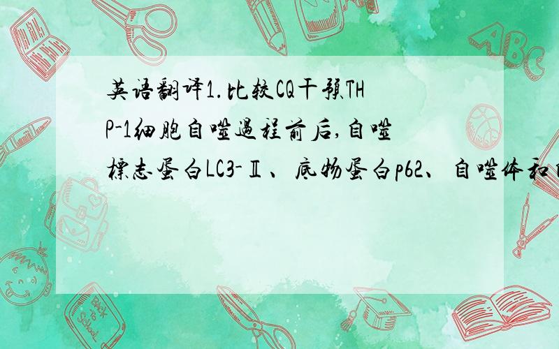 英语翻译1.比较CQ干预THP-1细胞自噬过程前后,自噬标志蛋白LC3-Ⅱ、底物蛋白p62、自噬体和自噬溶酶体的变化结果