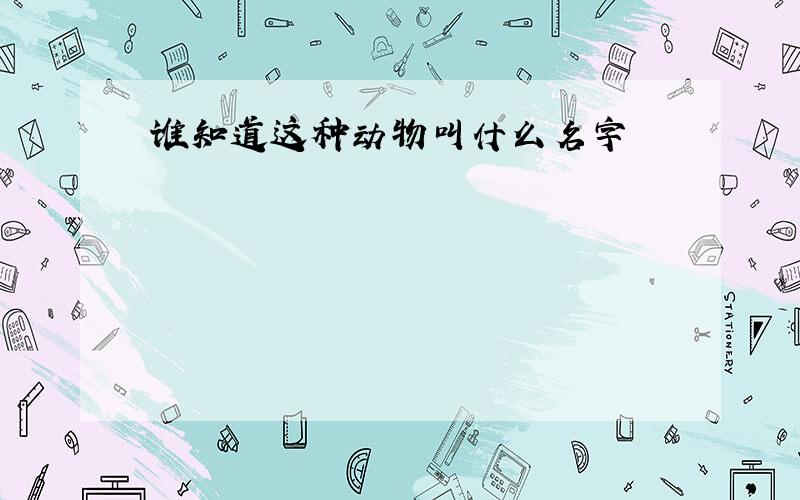 谁知道这种动物叫什么名字