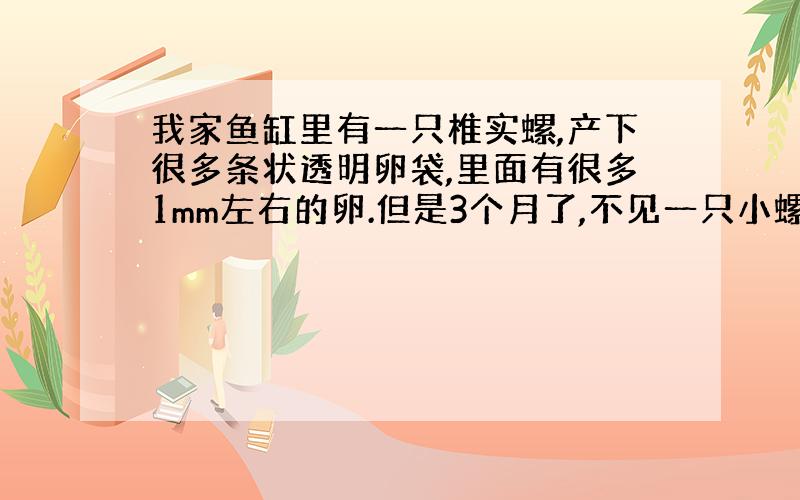 我家鱼缸里有一只椎实螺,产下很多条状透明卵袋,里面有很多1mm左右的卵.但是3个月了,不见一只小螺.