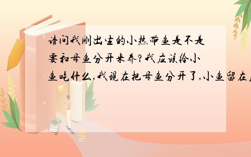 请问我刚出生的小热带鱼是不是要和母鱼分开来养?我应该给小鱼吃什么,我现在把母鱼分开了,小鱼留在原来