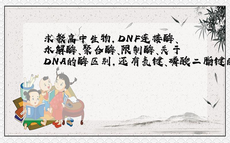 求教高中生物,DNF连接酶、水解酶、聚合酶、限制酶、关于DNA的酶区别,还有氢键、磷酸二脂键的断裂.在线