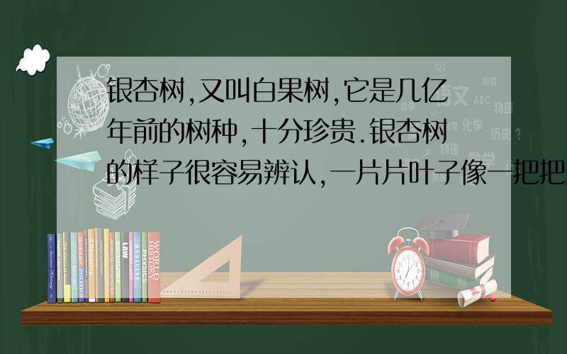 银杏树,又叫白果树,它是几亿年前的树种,十分珍贵.银杏树的样子很容易辨认,一片片叶子像一把把扇子.