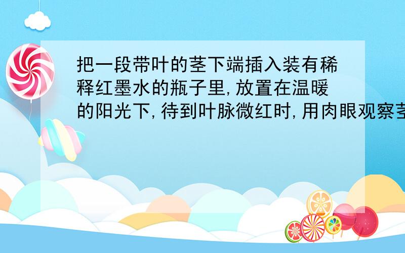 把一段带叶的茎下端插入装有稀释红墨水的瓶子里,放置在温暖的阳光下,待到叶脉微红时,用肉眼观察茎