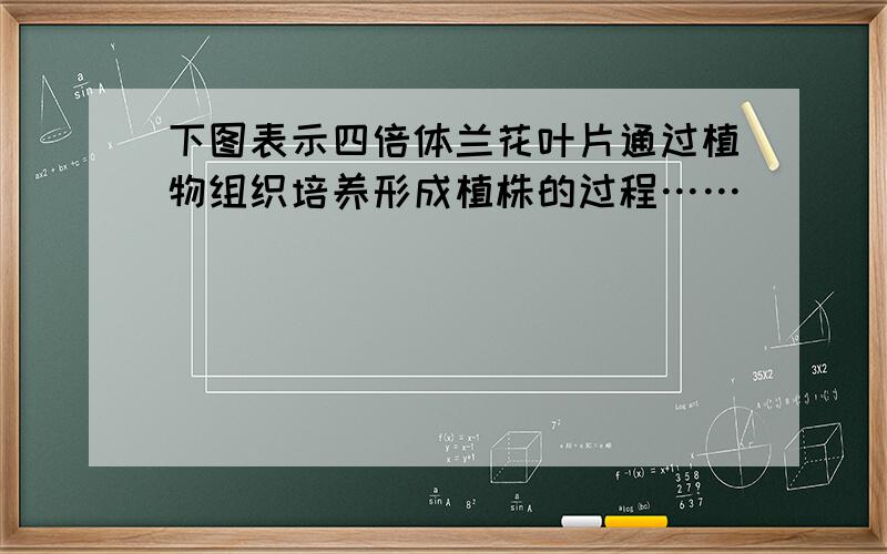 下图表示四倍体兰花叶片通过植物组织培养形成植株的过程……