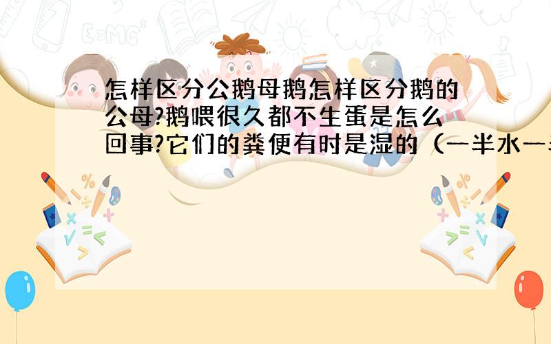 怎样区分公鹅母鹅怎样区分鹅的公母?鹅喂很久都不生蛋是怎么回事?它们的粪便有时是湿的（一半水一半粪便）,有时是条形状.不生