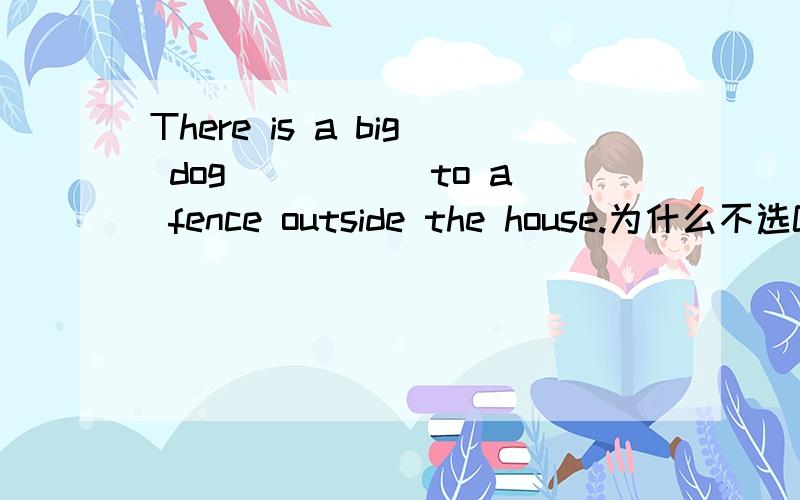 There is a big dog _____to a fence outside the house.为什么不选C?