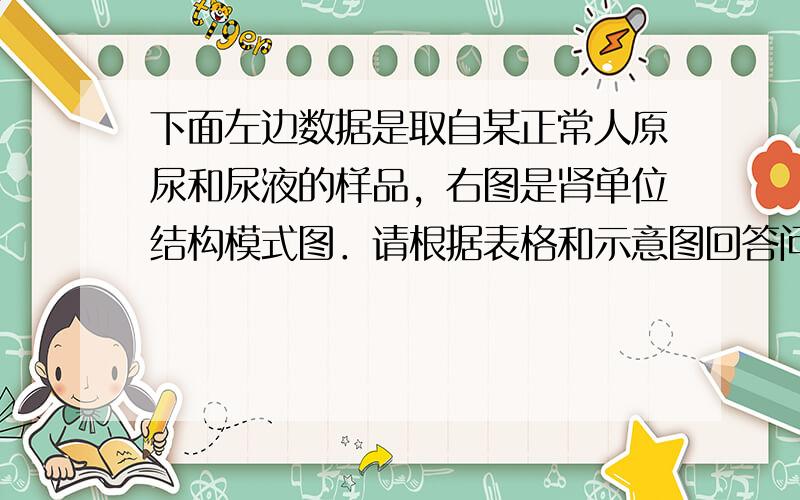 下面左边数据是取自某正常人原尿和尿液的样品，右图是肾单位结构模式图．请根据表格和示意图回答问题． 物质 样品A（g/L）