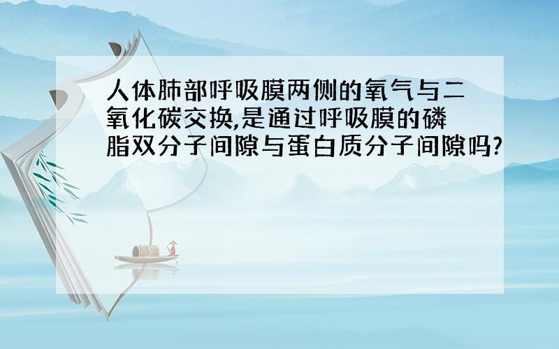 人体肺部呼吸膜两侧的氧气与二氧化碳交换,是通过呼吸膜的磷脂双分子间隙与蛋白质分子间隙吗?