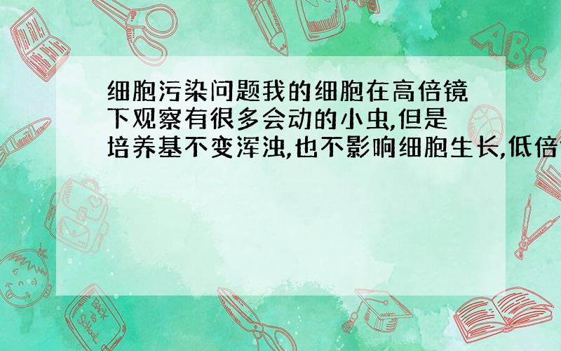 细胞污染问题我的细胞在高倍镜下观察有很多会动的小虫,但是培养基不变浑浊,也不影响细胞生长,低倍镜下看不到小虫,但是发现培