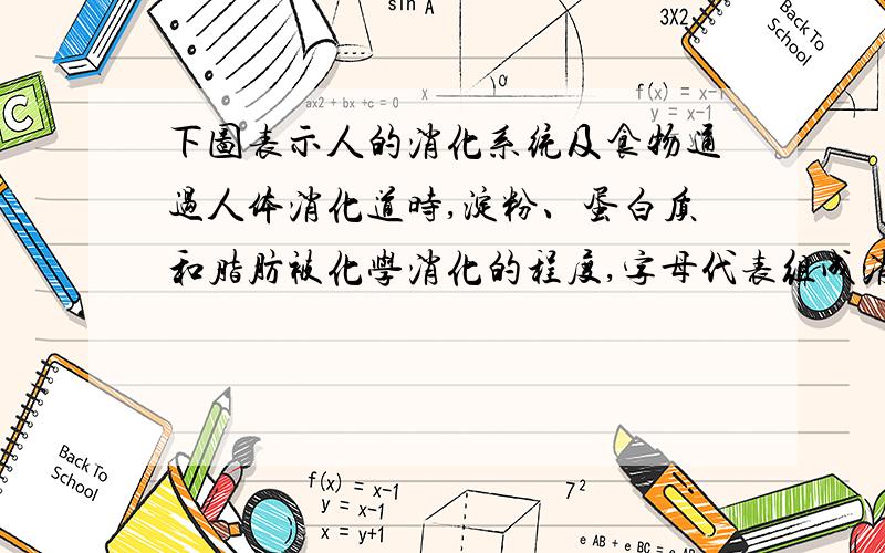 下图表示人的消化系统及食物通过人体消化道时,淀粉、蛋白质和脂肪被化学消化的程度,字母代表组成消化道顺序排列的各个器官．据