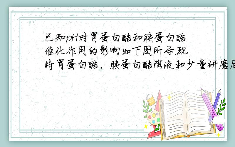 已知pH对胃蛋白酶和胰蛋白酶催化作用的影响如下图所示.现将胃蛋白酶、胰蛋白酶溶液和少量研磨后的瘦肉沫同时加入pH 为3.