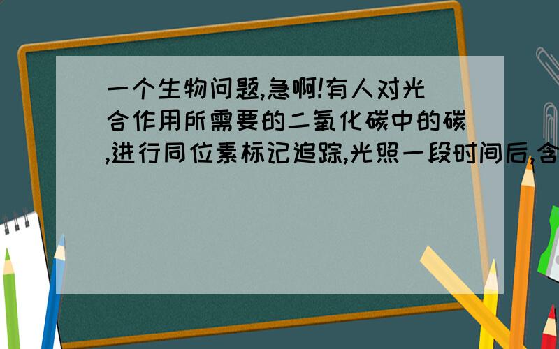 一个生物问题,急啊!有人对光合作用所需要的二氧化碳中的碳,进行同位素标记追踪,光照一段时间后,含碳标记的碳元素将会出现在