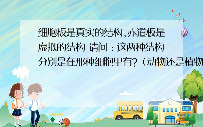 细胞板是真实的结构,赤道板是虚拟的结构 请问：这两种结构分别是在那种细胞里有?（动物还是植物或都有）