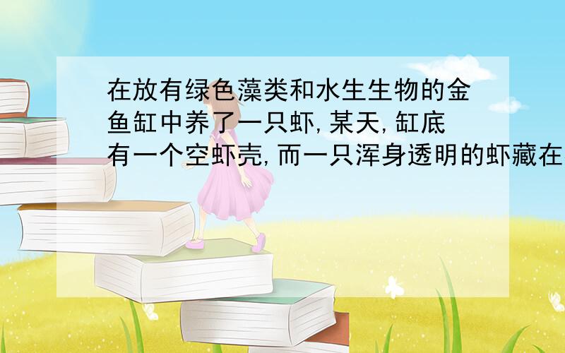 在放有绿色藻类和水生生物的金鱼缸中养了一只虾,某天,缸底有一个空虾壳,而一只浑身透明的虾藏在植物下面,怎么解释其中的道理