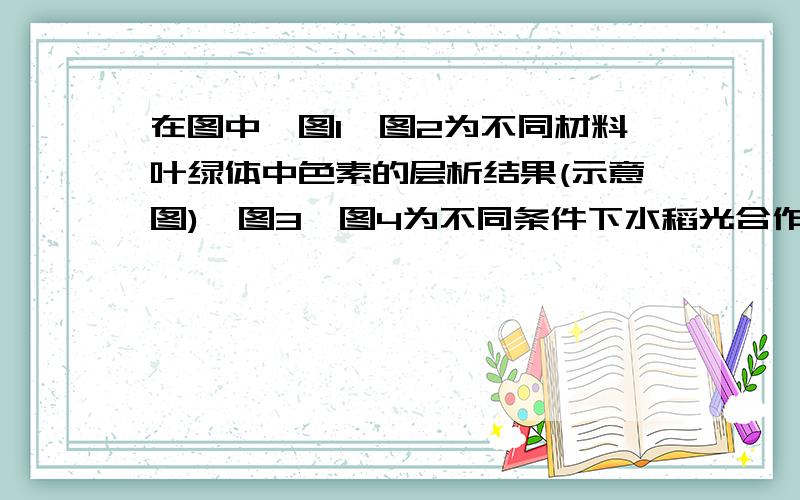 在图中,图1、图2为不同材料叶绿体中色素的层析结果(示意图),图3、图4为不同条件下水稻光合作用强度的变化曲线,其中正确