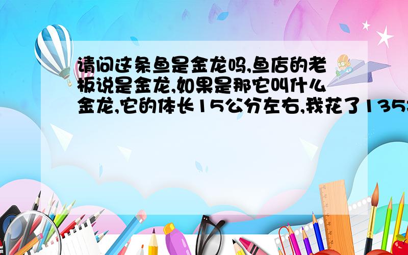 请问这条鱼是金龙吗,鱼店的老板说是金龙,如果是那它叫什么金龙,它的体长15公分左右,我花了135块买回来