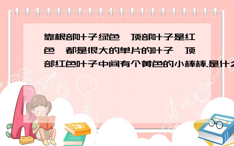 靠根部叶子绿色,顶部叶子是红色,都是很大的单片的叶子,顶部红色叶子中间有个黄色的小棒棒.是什么花?