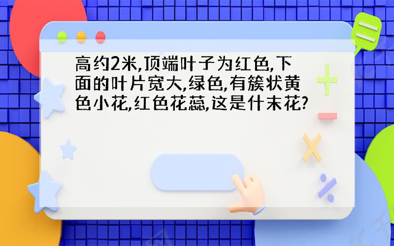 高约2米,顶端叶子为红色,下面的叶片宽大,绿色,有簇状黄色小花,红色花蕊,这是什末花?