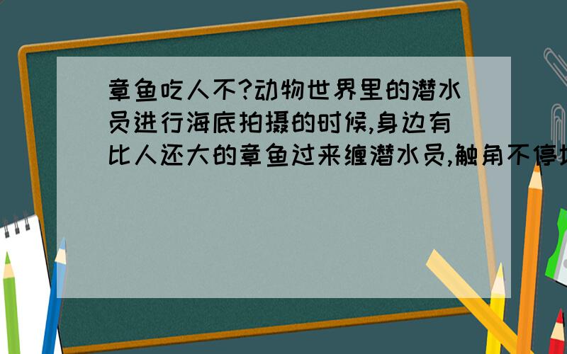 章鱼吃人不?动物世界里的潜水员进行海底拍摄的时候,身边有比人还大的章鱼过来缠潜水员,触角不停地摸潜水员,但也并没有显出攻