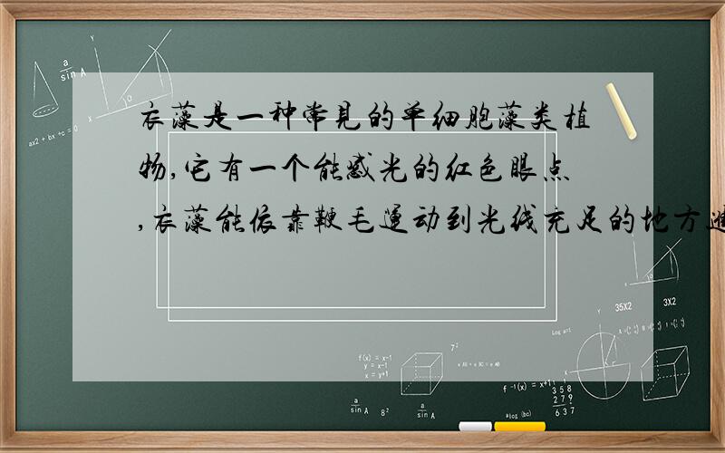 衣藻是一种常见的单细胞藻类植物,它有一个能感光的红色眼点,衣藻能依靠鞭毛运动到光线充足的地方进行光合作用.决定这种性状的