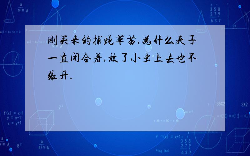 刚买来的捕蝇草苗,为什么夹子一直闭合着,放了小虫上去也不张开.