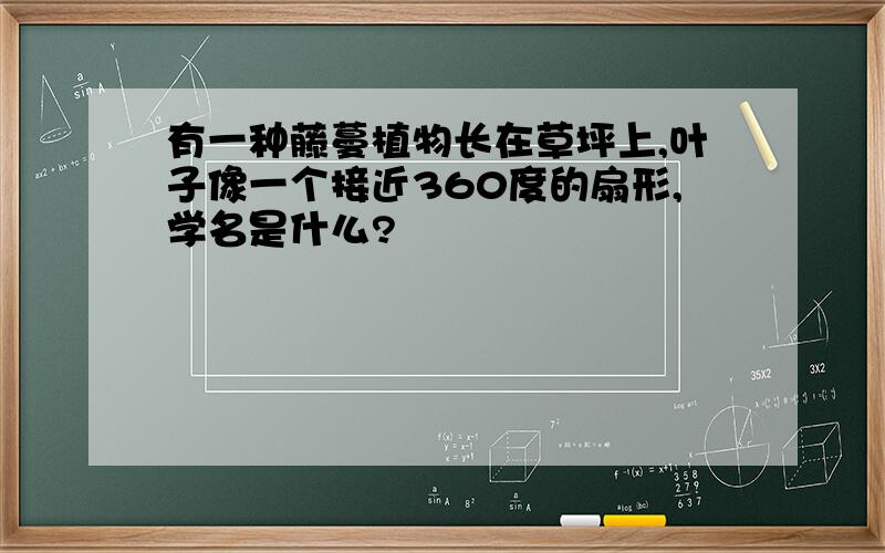 有一种藤蔓植物长在草坪上,叶子像一个接近360度的扇形,学名是什么?