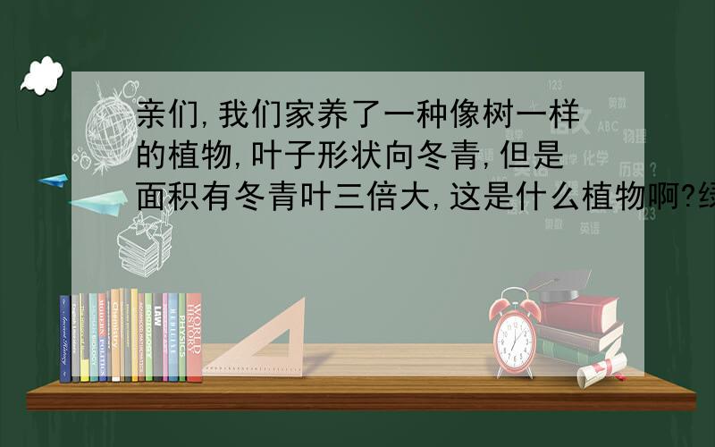 亲们,我们家养了一种像树一样的植物,叶子形状向冬青,但是面积有冬青叶三倍大,这是什么植物啊?绿色