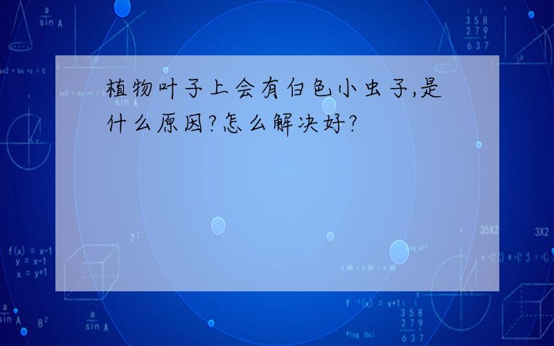 植物叶子上会有白色小虫子,是什么原因?怎么解决好?