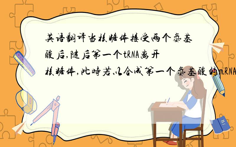 英语翻译当核糖体接受两个氨基酸后,随后第一个tRNA离开核糖体,此时若以合成第一个氨基酸的mRNA上的碱基为头的话,核糖