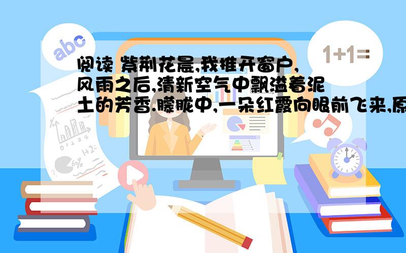 阅读 紫荆花晨,我推开窗户,风雨之后,清新空气中飘溢着泥土的芳香.朦胧中,一朵红霞向眼前飞来,原来是那盆心爱的紫荆花,一