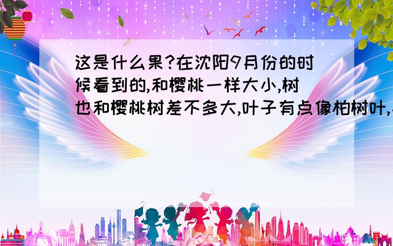 这是什么果?在沈阳9月份的时候看到的,和樱桃一样大小,树也和樱桃树差不多大,叶子有点像柏树叶,小红果实软软的,口是开着的