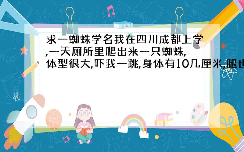 求一蜘蛛学名我在四川成都上学,一天厕所里爬出来一只蜘蛛,体型很大,吓我一跳,身体有10几厘米,腿也有10厘米,身体很圆,