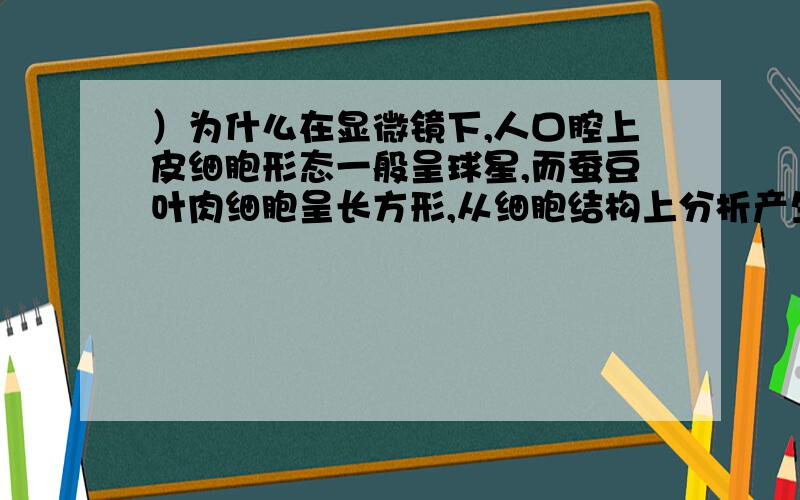 ）为什么在显微镜下,人口腔上皮细胞形态一般呈球星,而蚕豆叶肉细胞呈长方形,从细胞结构上分析产生这一差异的主要原因是人口腔