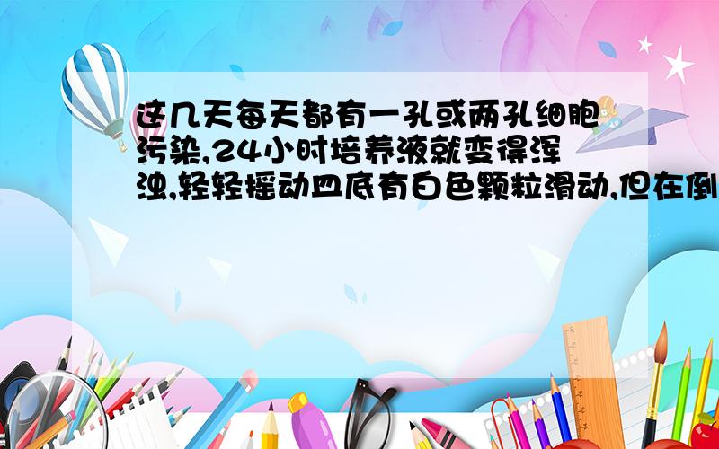 这几天每天都有一孔或两孔细胞污染,24小时培养液就变得浑浊,轻轻摇动皿底有白色颗粒滑动,但在倒置显微镜下看不到黑色小点,