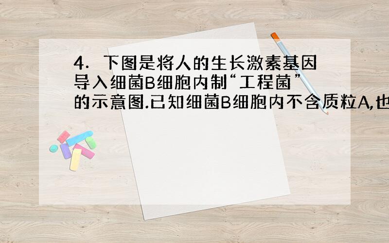 4．下图是将人的生长激素基因导入细菌B细胞内制“工程菌”的示意图.已知细菌B细胞内不含质粒A,也不含质粒A上的基因.下列