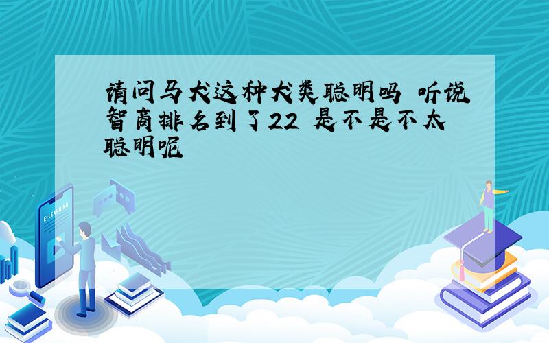 请问马犬这种犬类聪明吗 听说智商排名到了22 是不是不太聪明呢