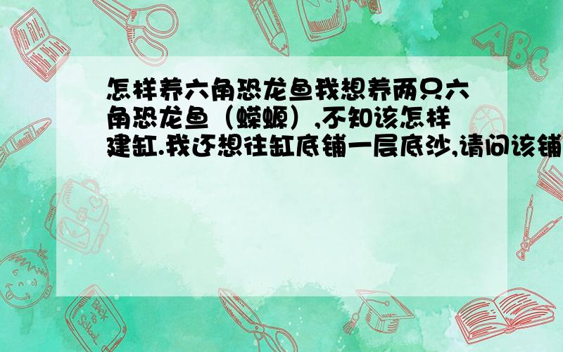 怎样养六角恐龙鱼我想养两只六角恐龙鱼（蝾螈）,不知该怎样建缸.我还想往缸底铺一层底沙,请问该铺什么底沙呀?