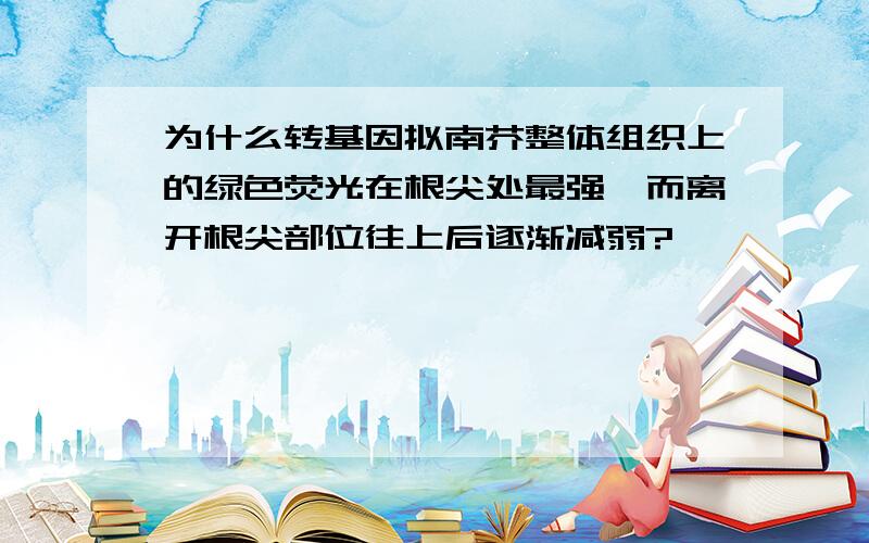 为什么转基因拟南芥整体组织上的绿色荧光在根尖处最强,而离开根尖部位往上后逐渐减弱?